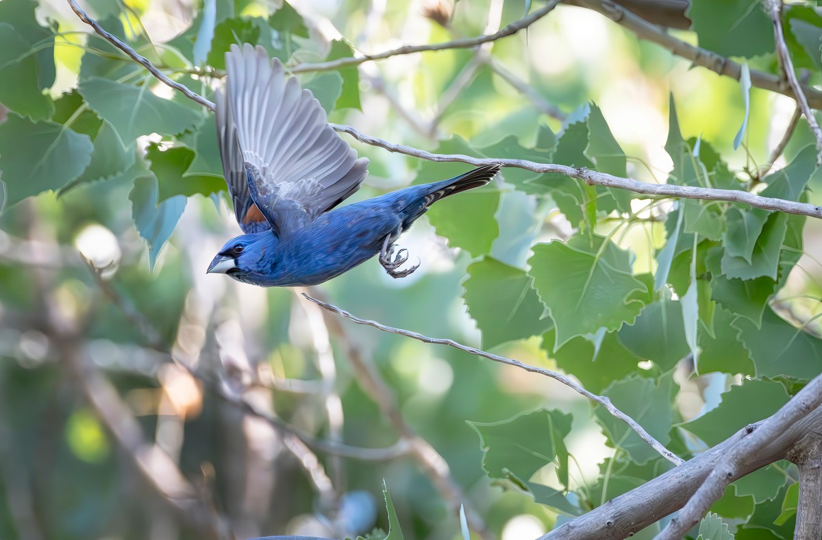 Blue Grosbeak - ML637417714