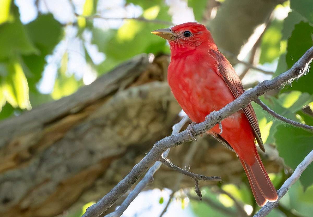Summer Tanager - ML637417717