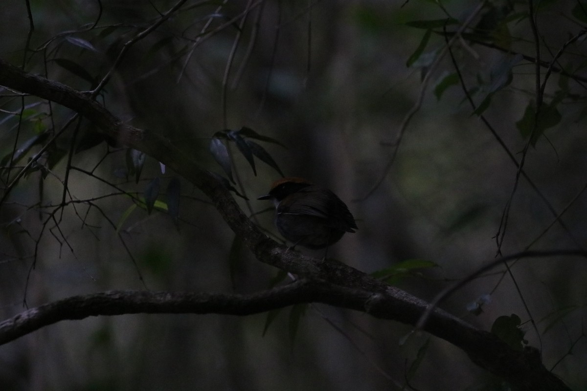 Black-cheeked Gnateater - ML637417721