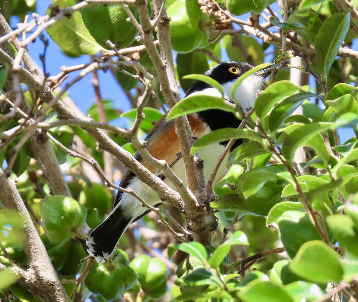 Cape Batis - ML637417740