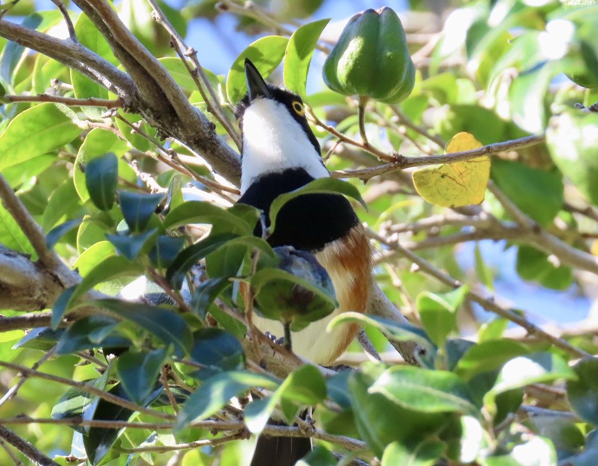 Cape Batis - ML637417743