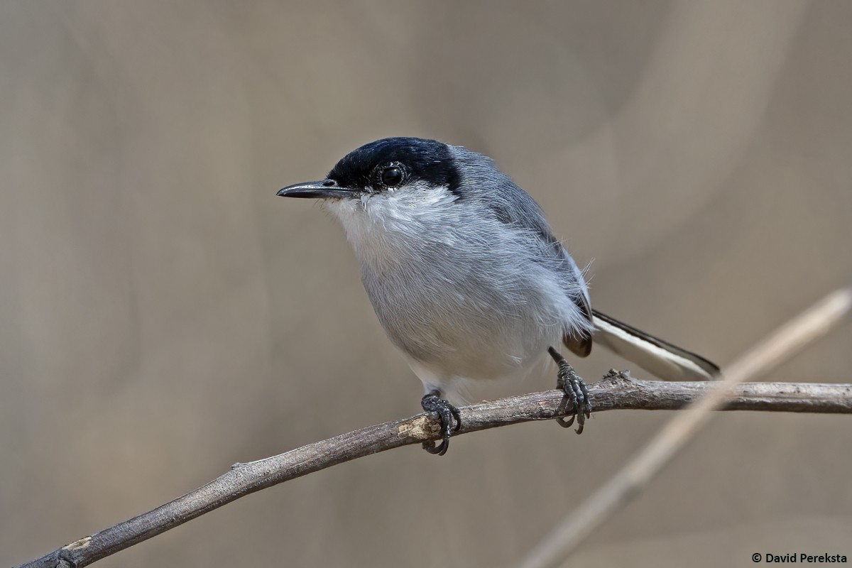 White-lored Gnatcatcher - ML637417746
