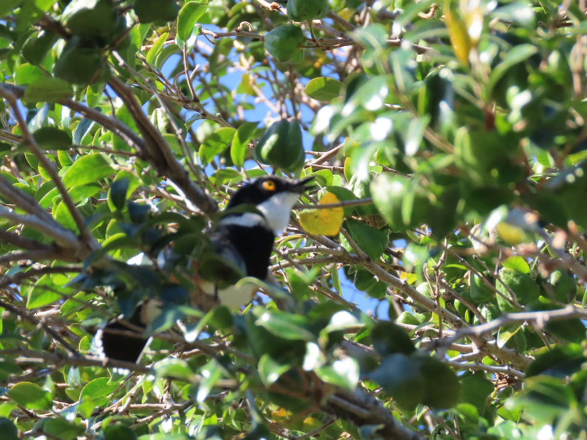 Cape Batis - ML637417749