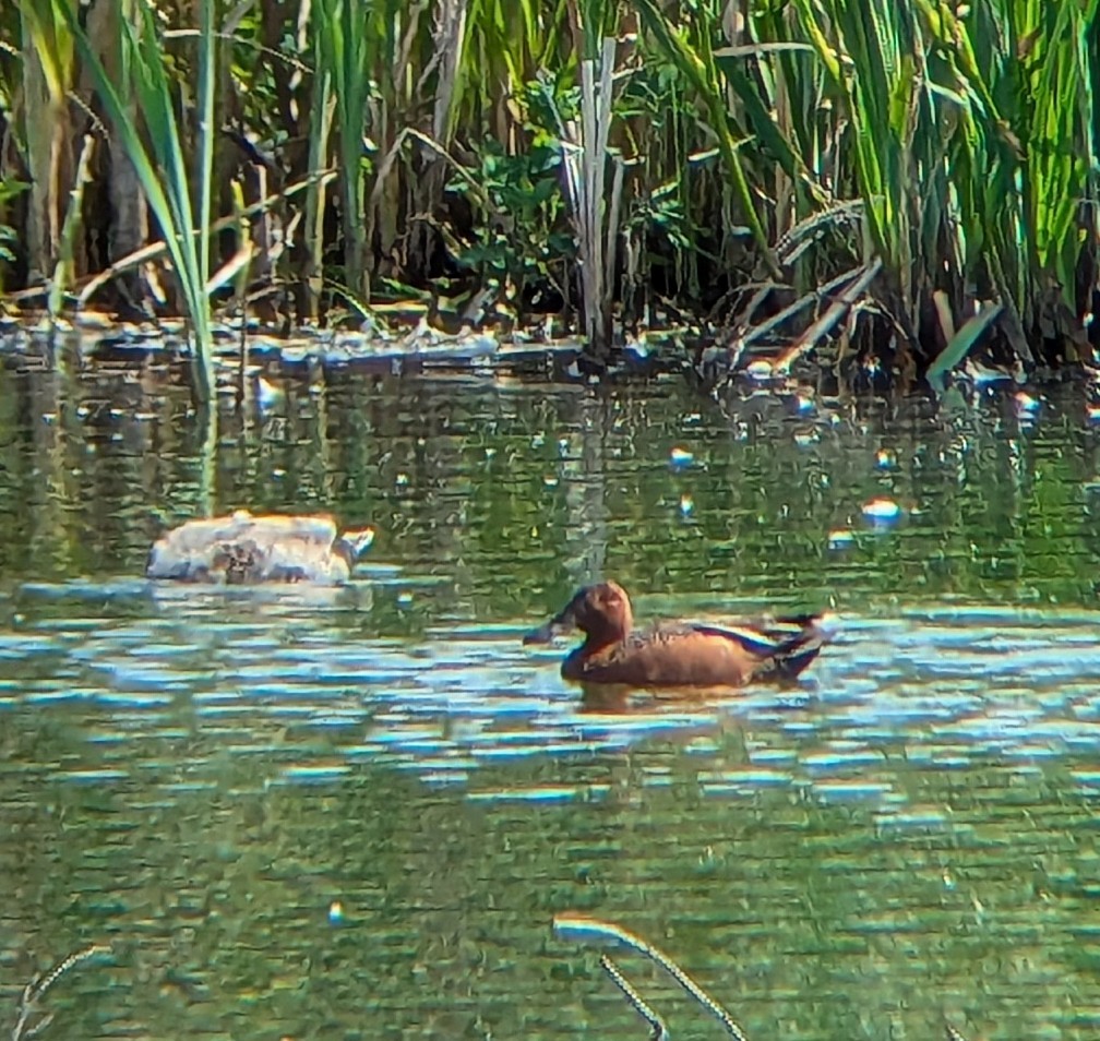 Cinnamon Teal - ML637417775