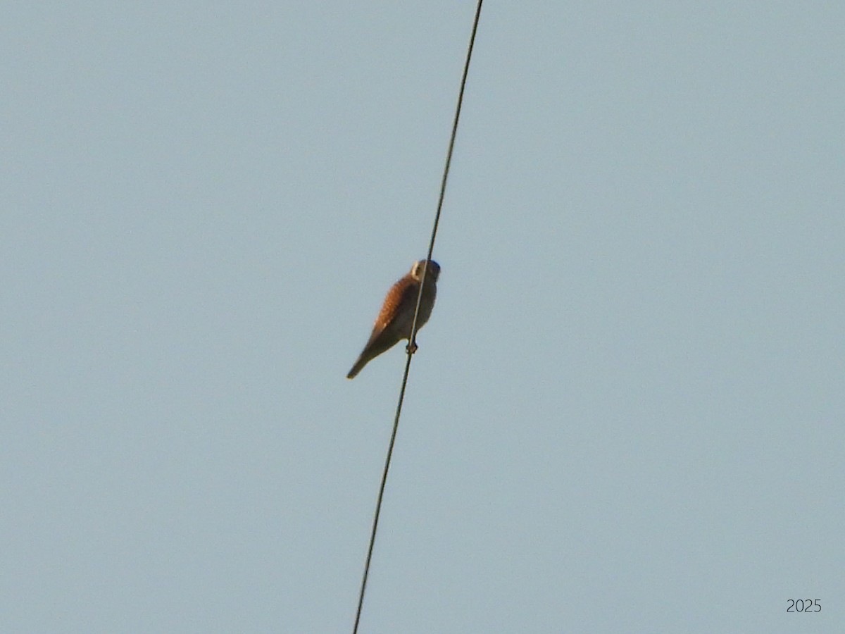 American Kestrel - ML637417809