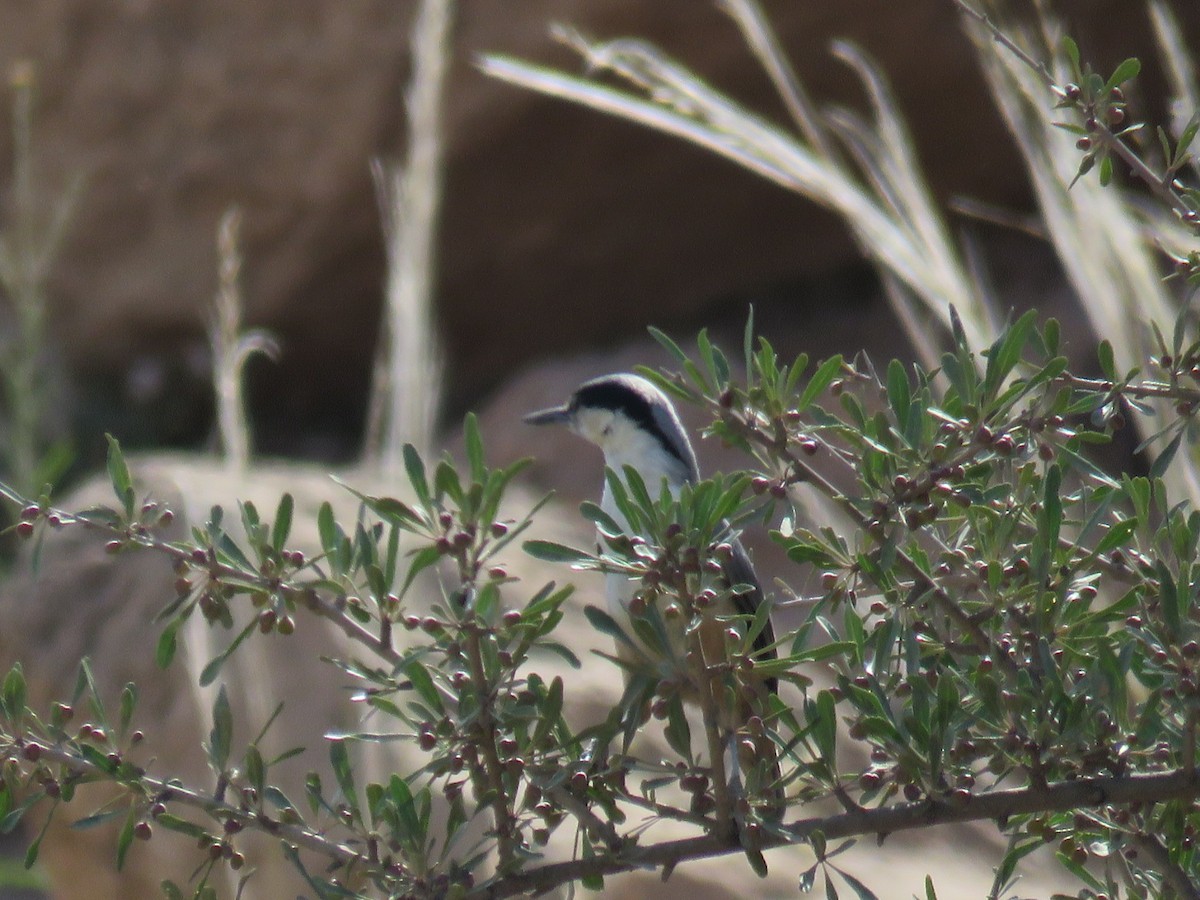 Eastern Rock Nuthatch - ML637417824