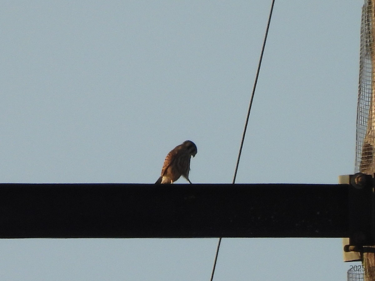 American Kestrel - ML637417873