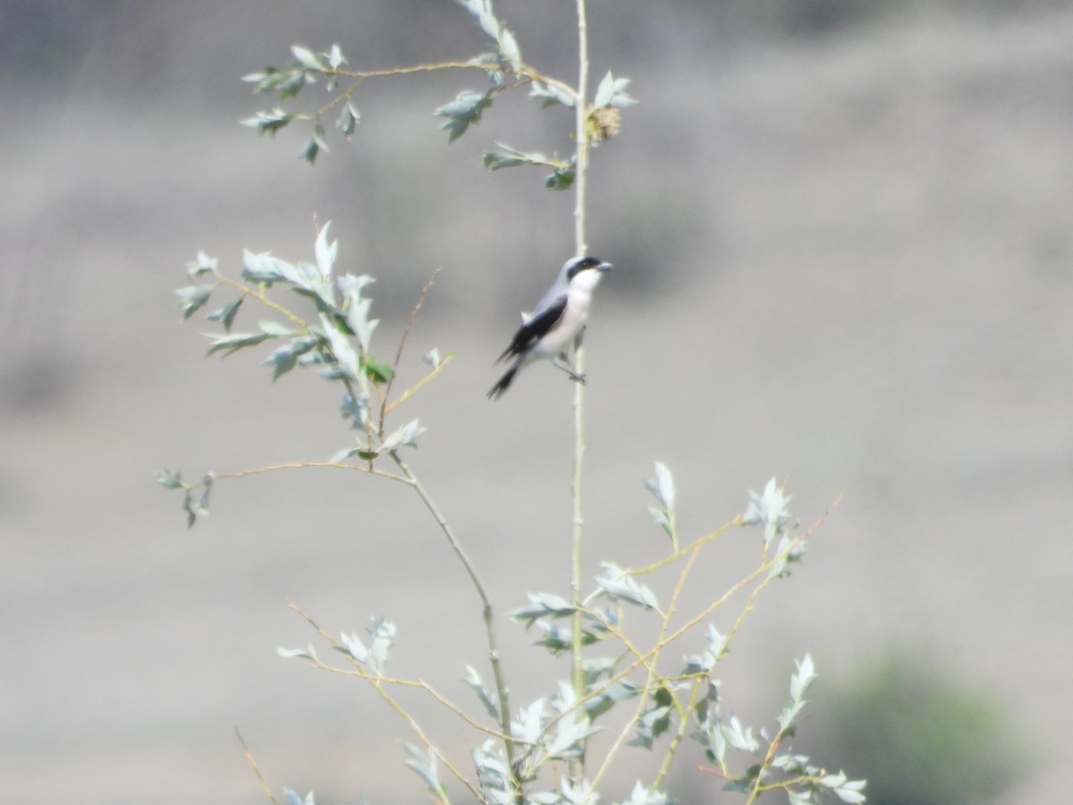 Lesser Gray Shrike - ML637417876