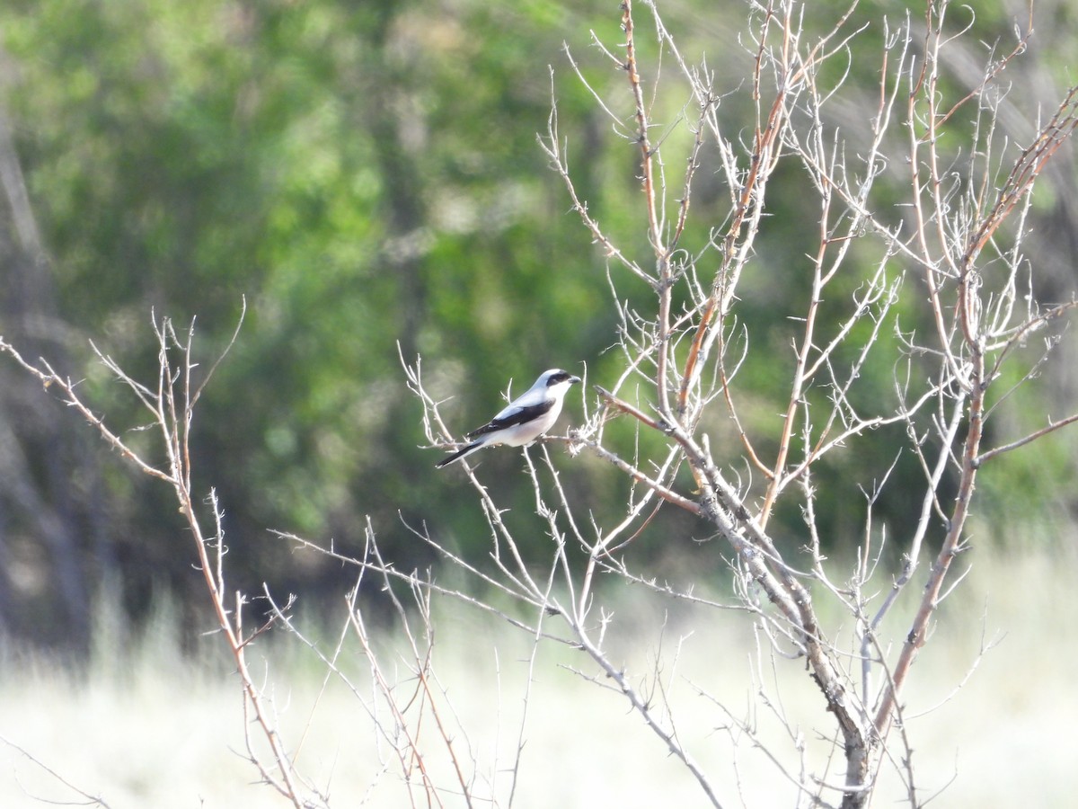 Lesser Gray Shrike - ML637417877