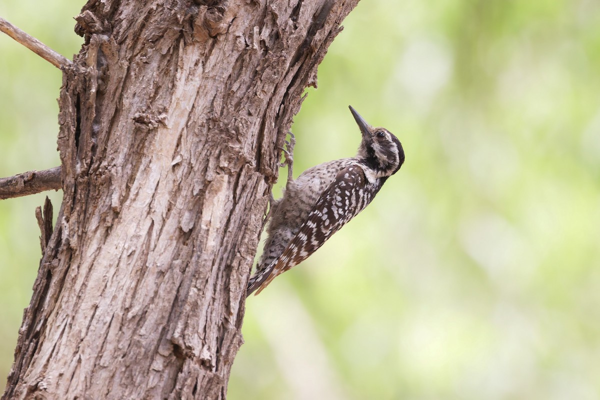 Ladder-backed Woodpecker - ML637417923