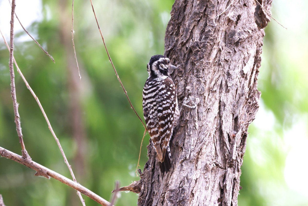 Ladder-backed Woodpecker - ML637417927