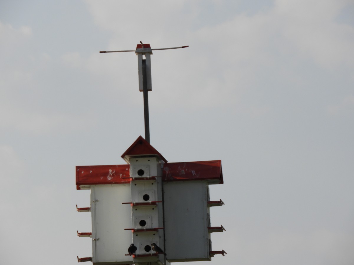 Purple Martin - ML637417947