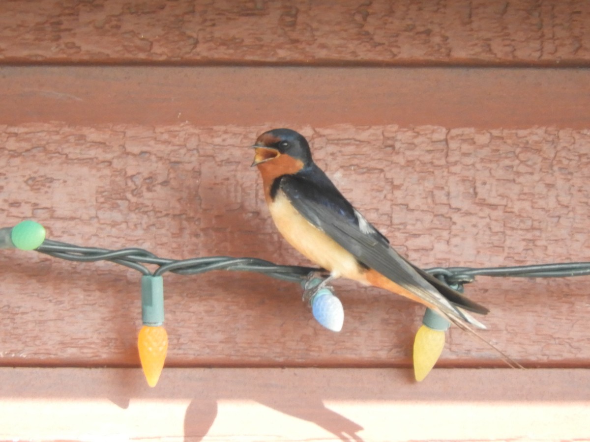 Barn Swallow - ML637417953