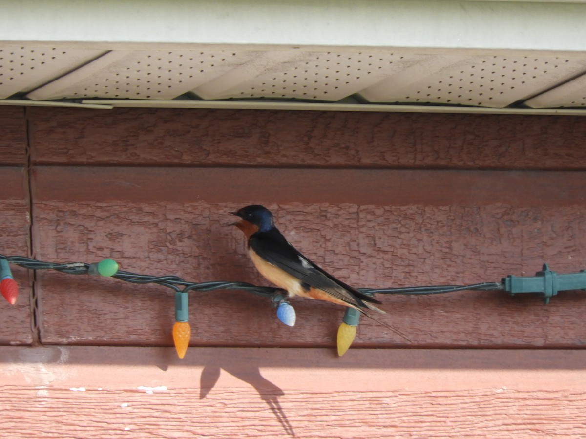 Barn Swallow - ML637417954