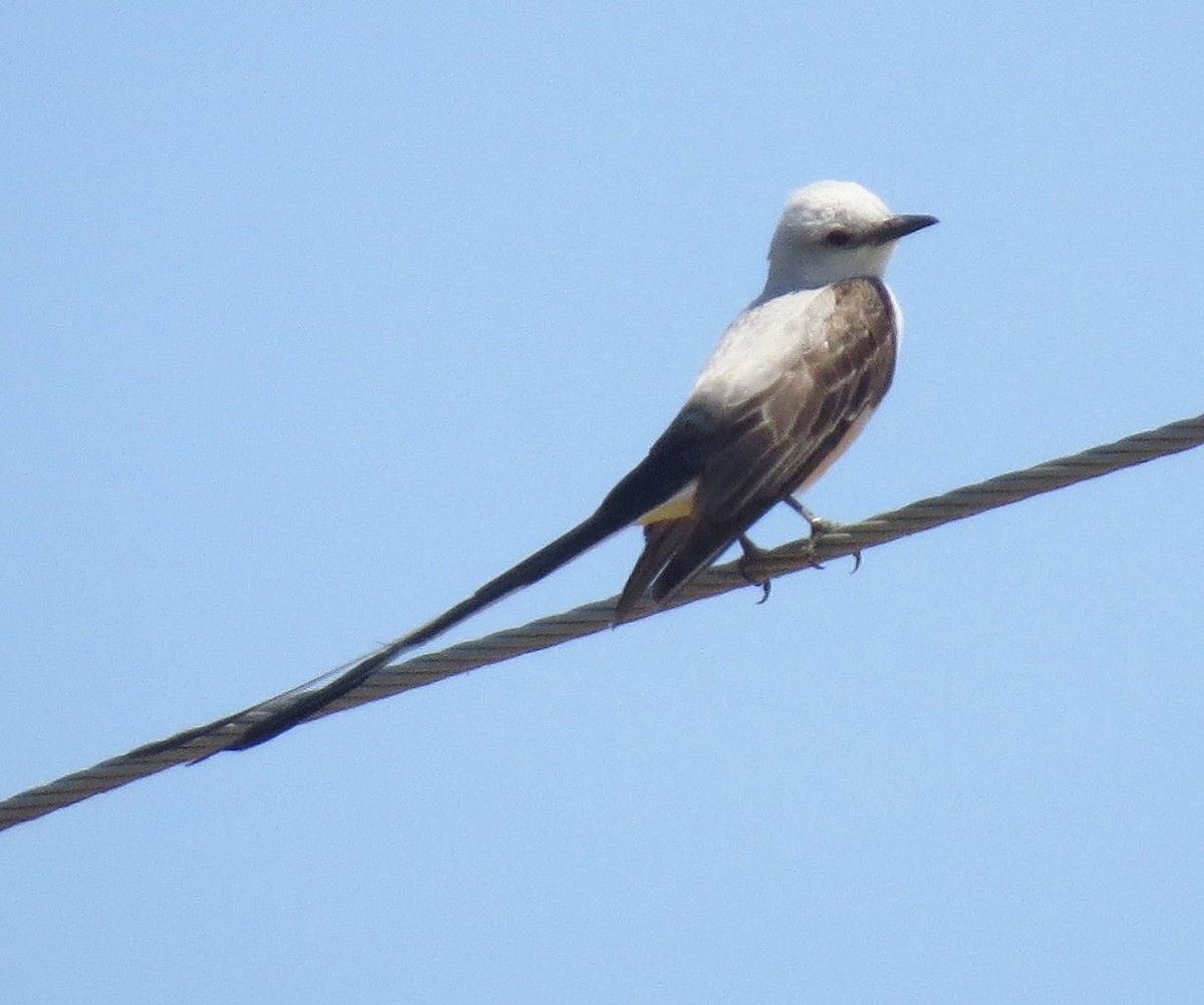 Çatal Kuyruklu Tiran - ML637417957