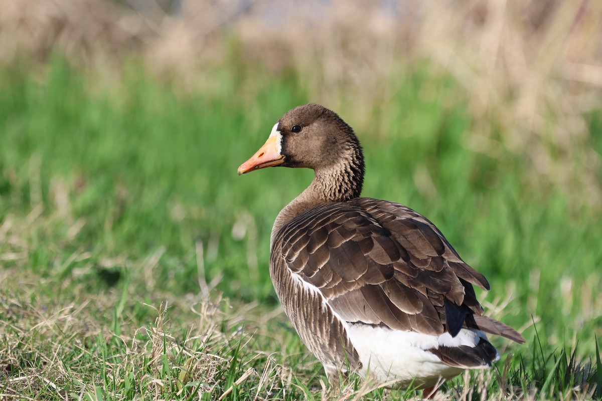 Greater White-fronted Goose - ML637418003