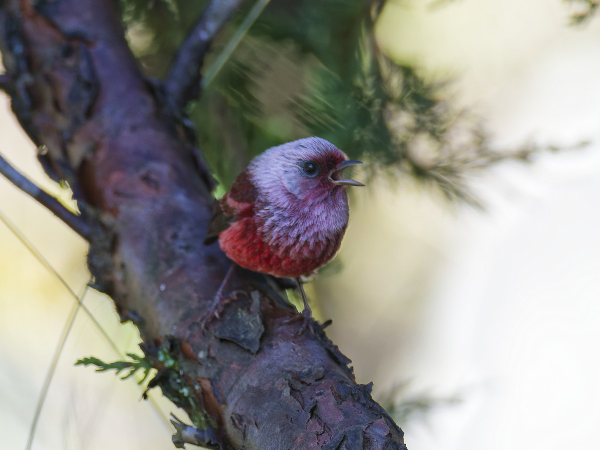Pink-headed Warbler - ML637418011