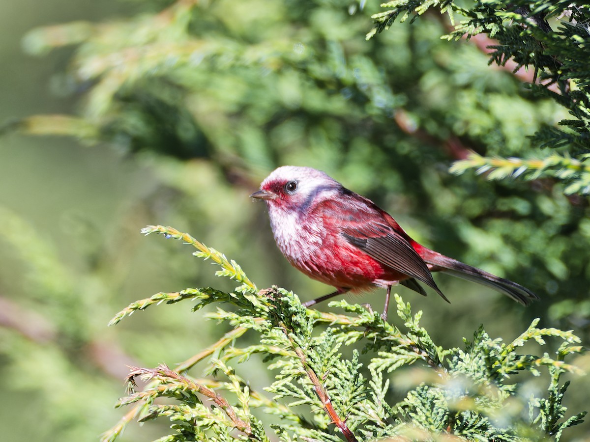 Pink-headed Warbler - ML637418012
