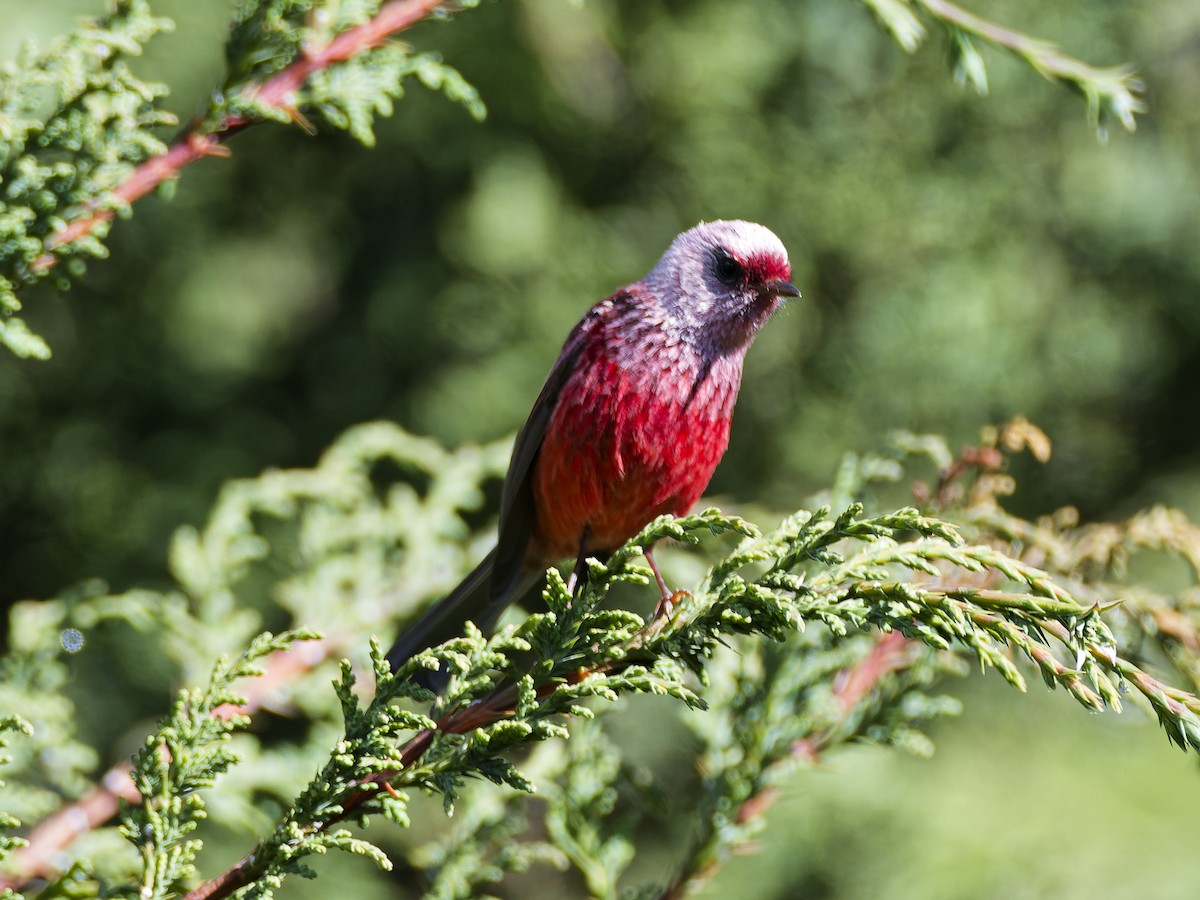 Pink-headed Warbler - ML637418013