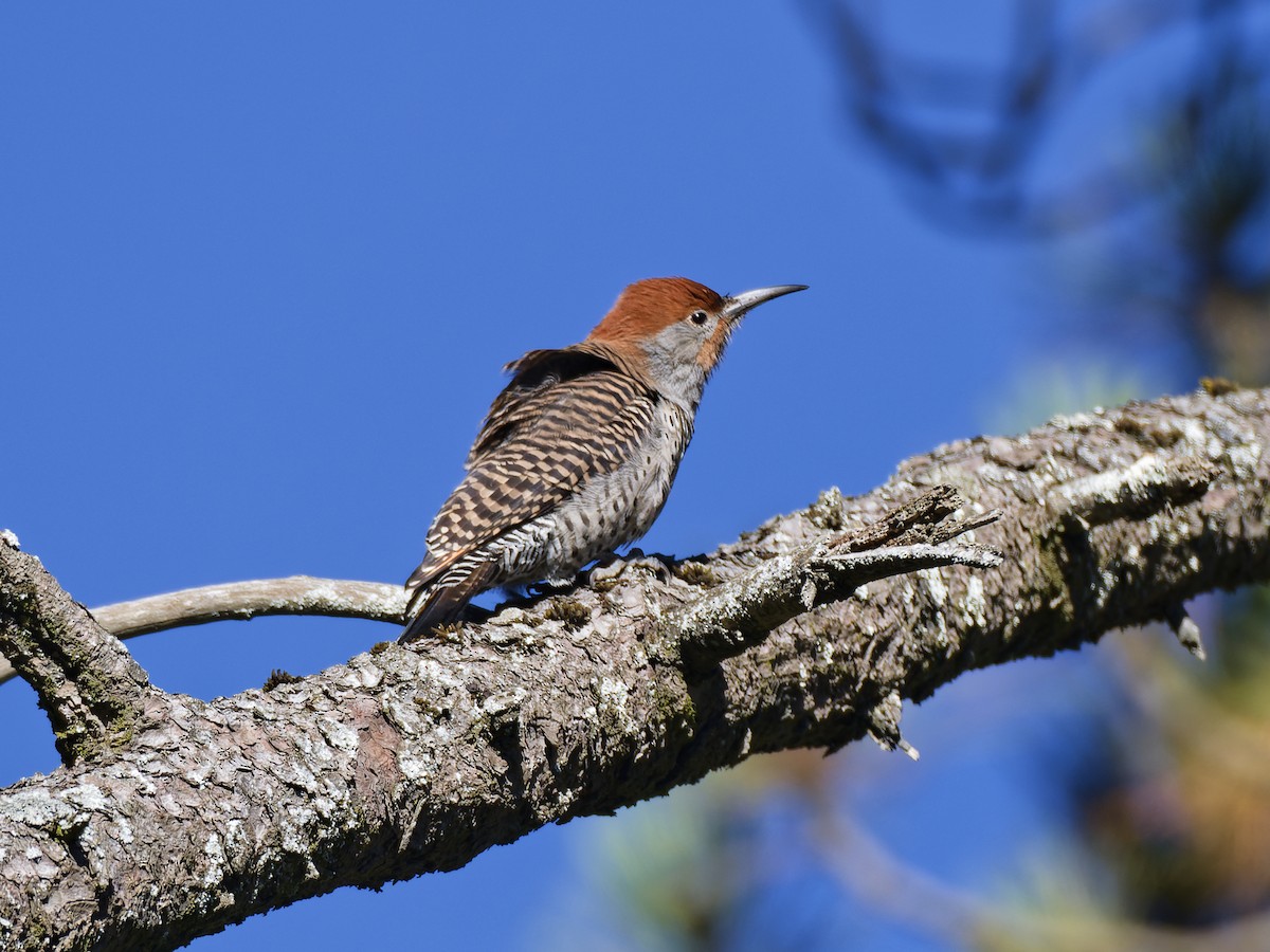 Guatemalan Flicker - ML637418027