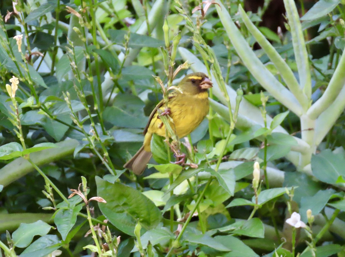 Forest Canary - ML637418032