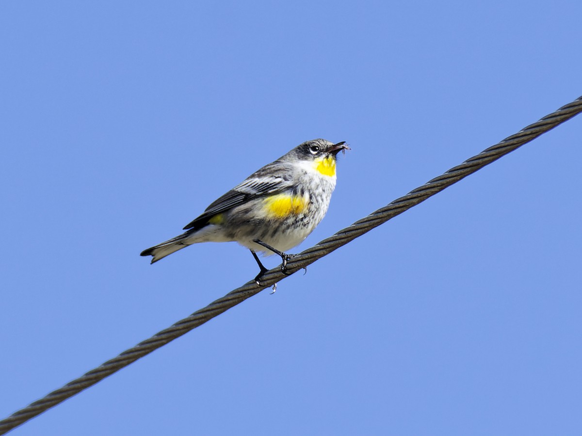 Yellow-rumped Warbler (Goldman's) - ML637418038