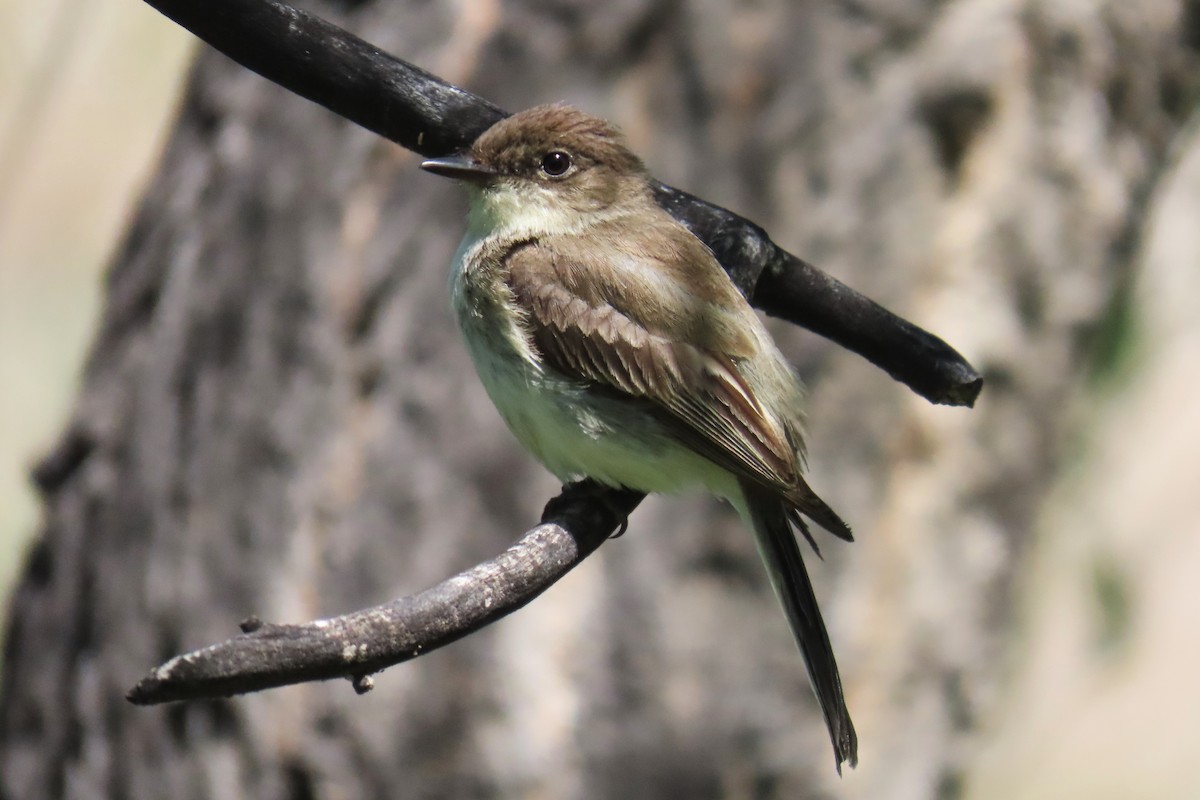 Eastern Phoebe - ML637418039