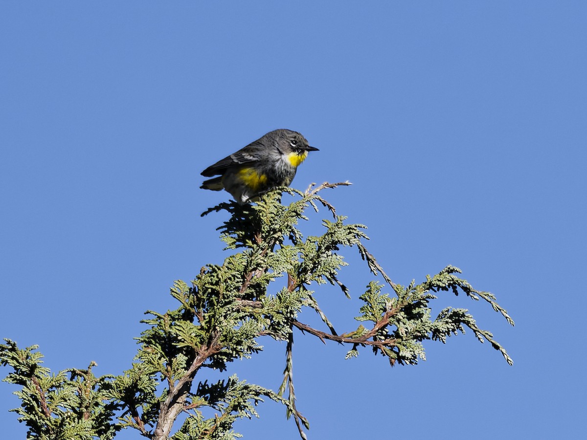 Yellow-rumped Warbler (Goldman's) - ML637418040