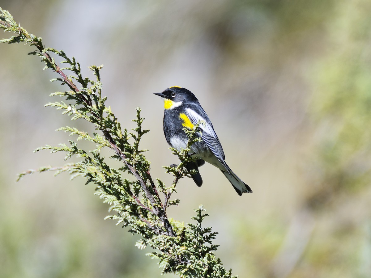 Yellow-rumped Warbler (Goldman's) - ML637418041