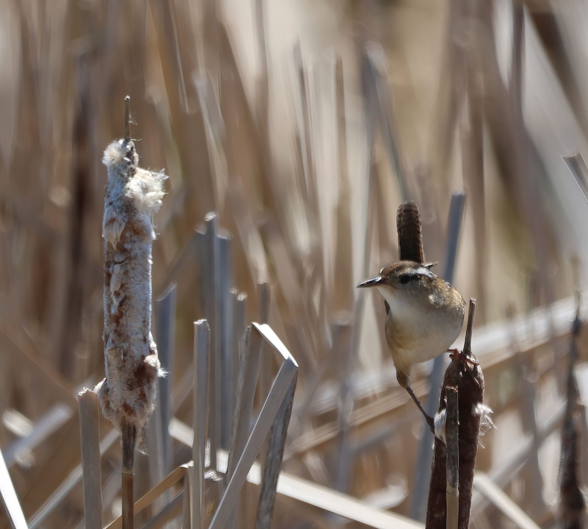 Marsh Wren - ML637418053
