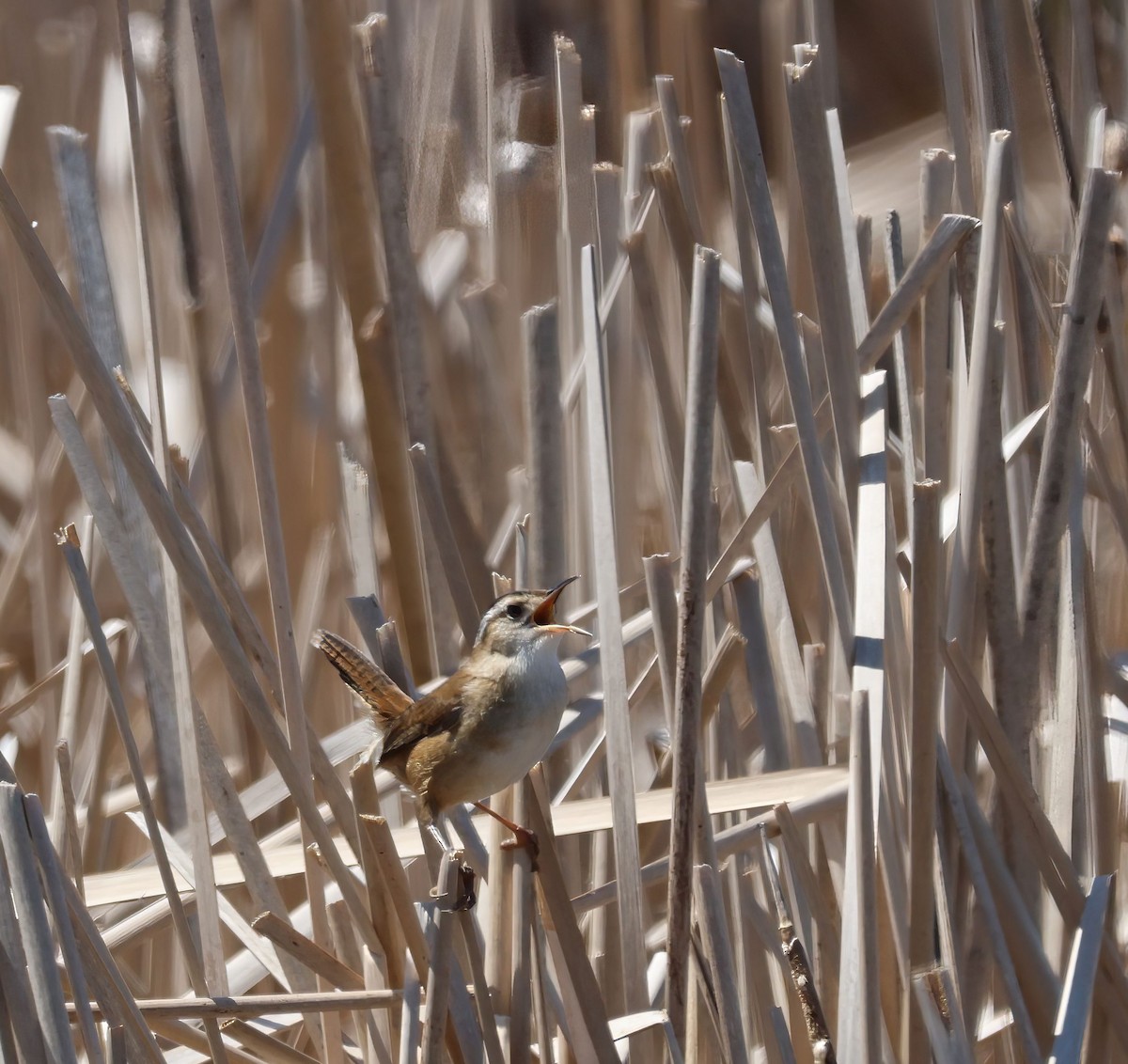 Marsh Wren - ML637418054