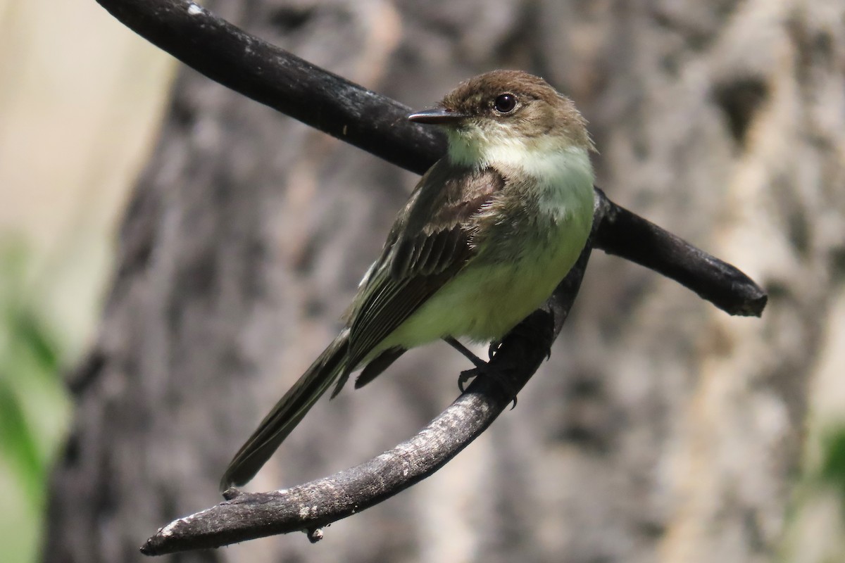 Eastern Phoebe - ML637418057
