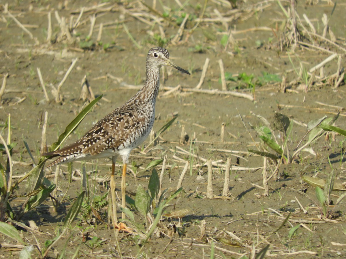 Greater Yellowlegs - ML637418060