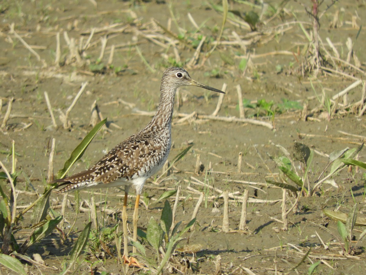 Greater Yellowlegs - ML637418061