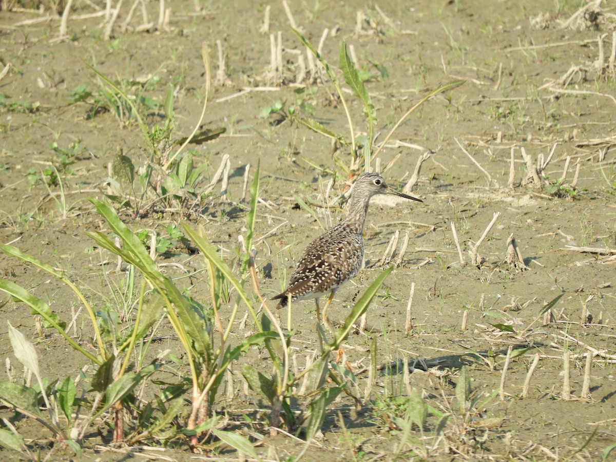 Greater Yellowlegs - ML637418062
