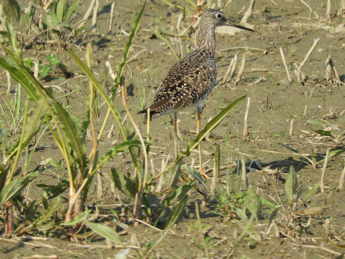 Greater Yellowlegs - ML637418063