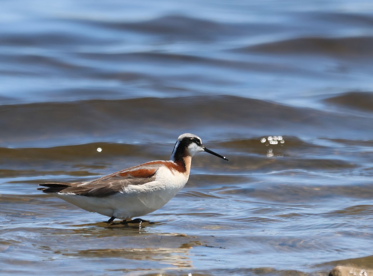 Wilson's Phalarope - ML637418073