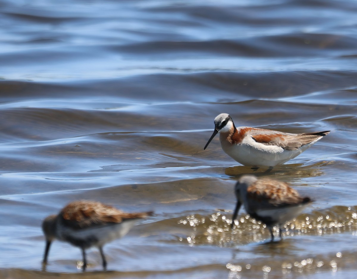 Wilson's Phalarope - ML637418074