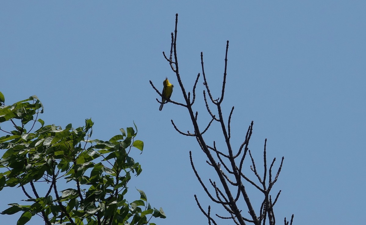Prairie Warbler - ML637418089