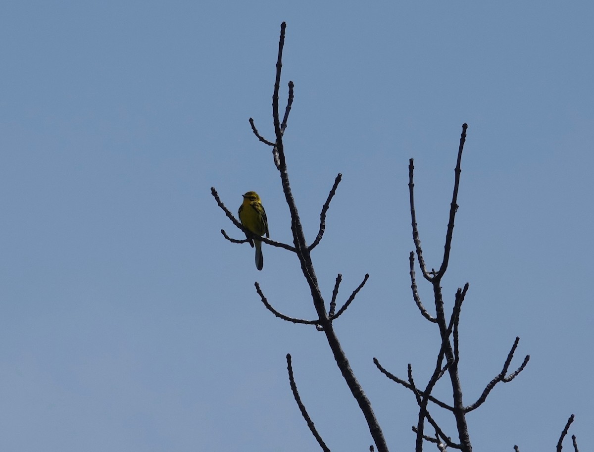 Prairie Warbler - ML637418098