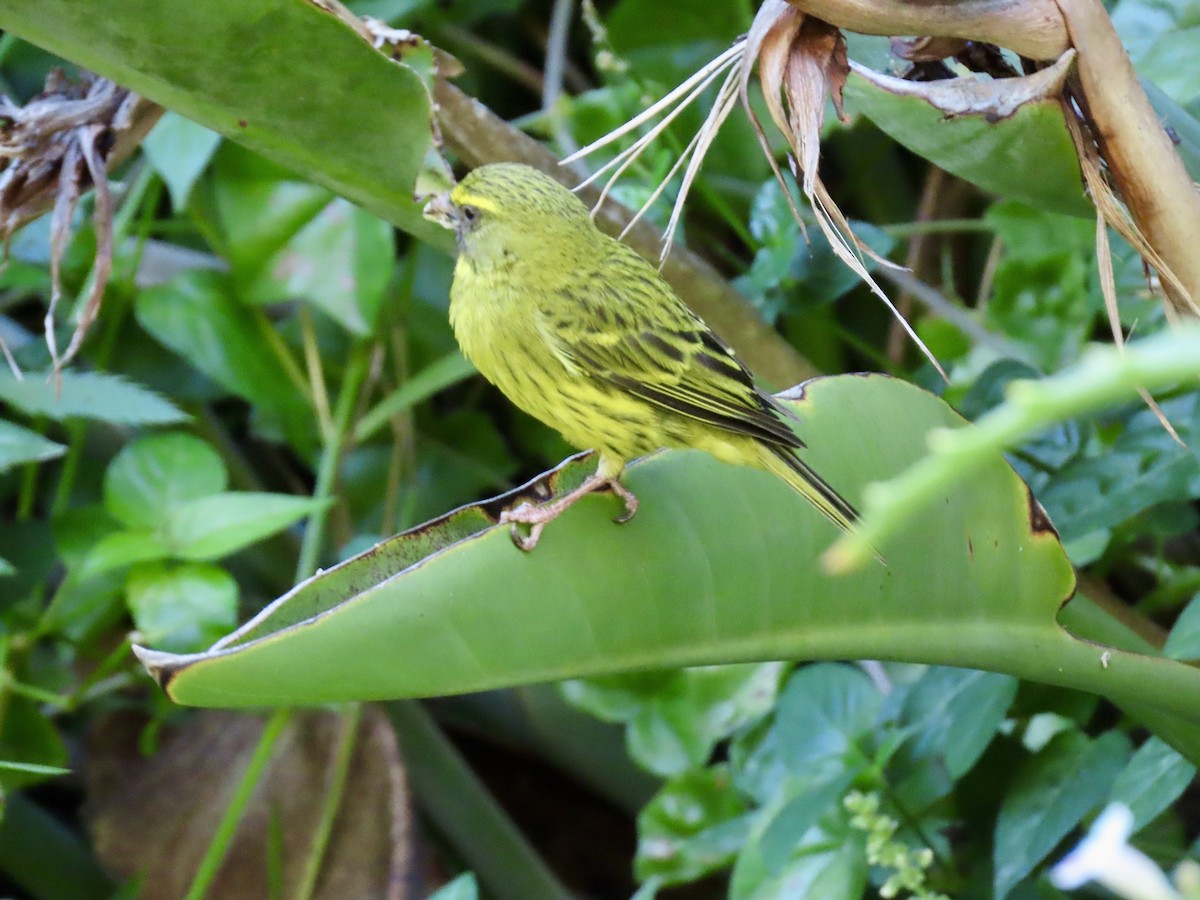 Forest Canary - ML637418103