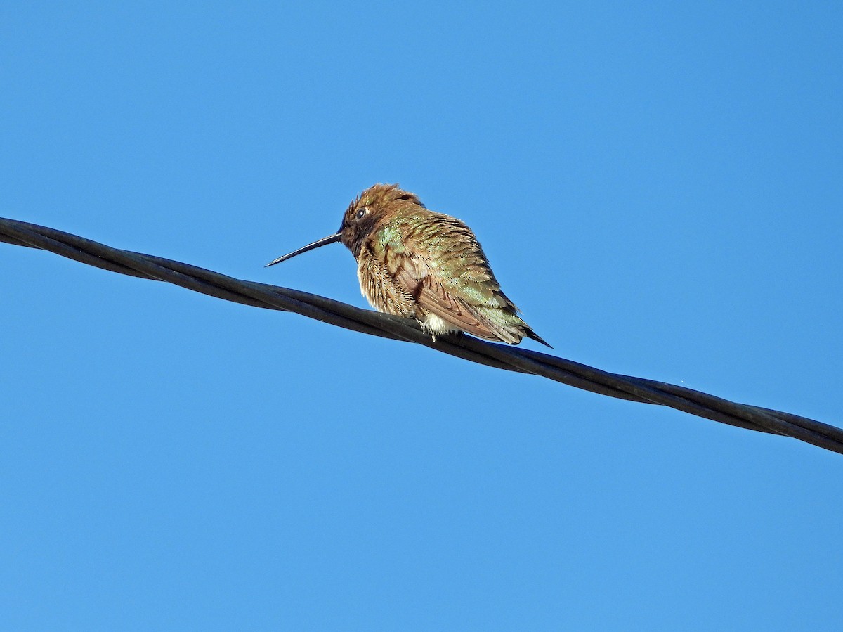 svartstrupekolibri - ML637418108