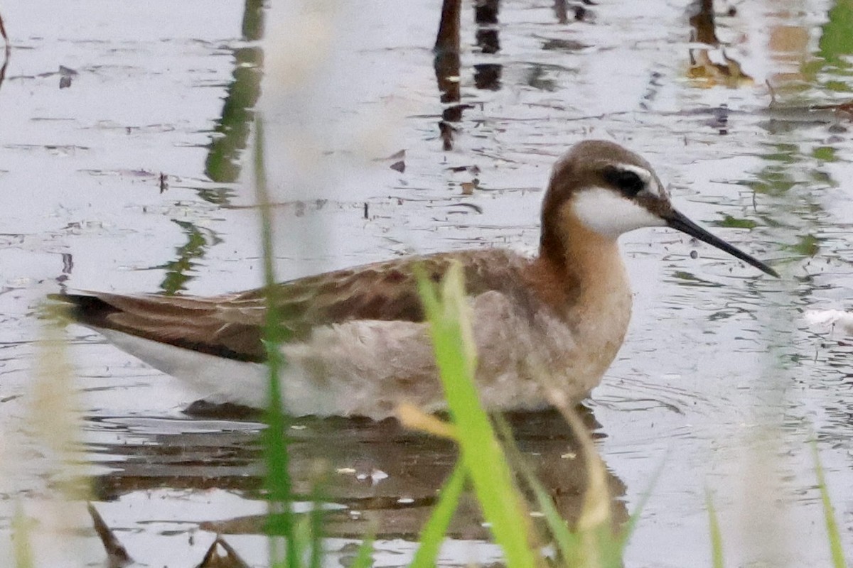 Wilson's Phalarope - ML637418144