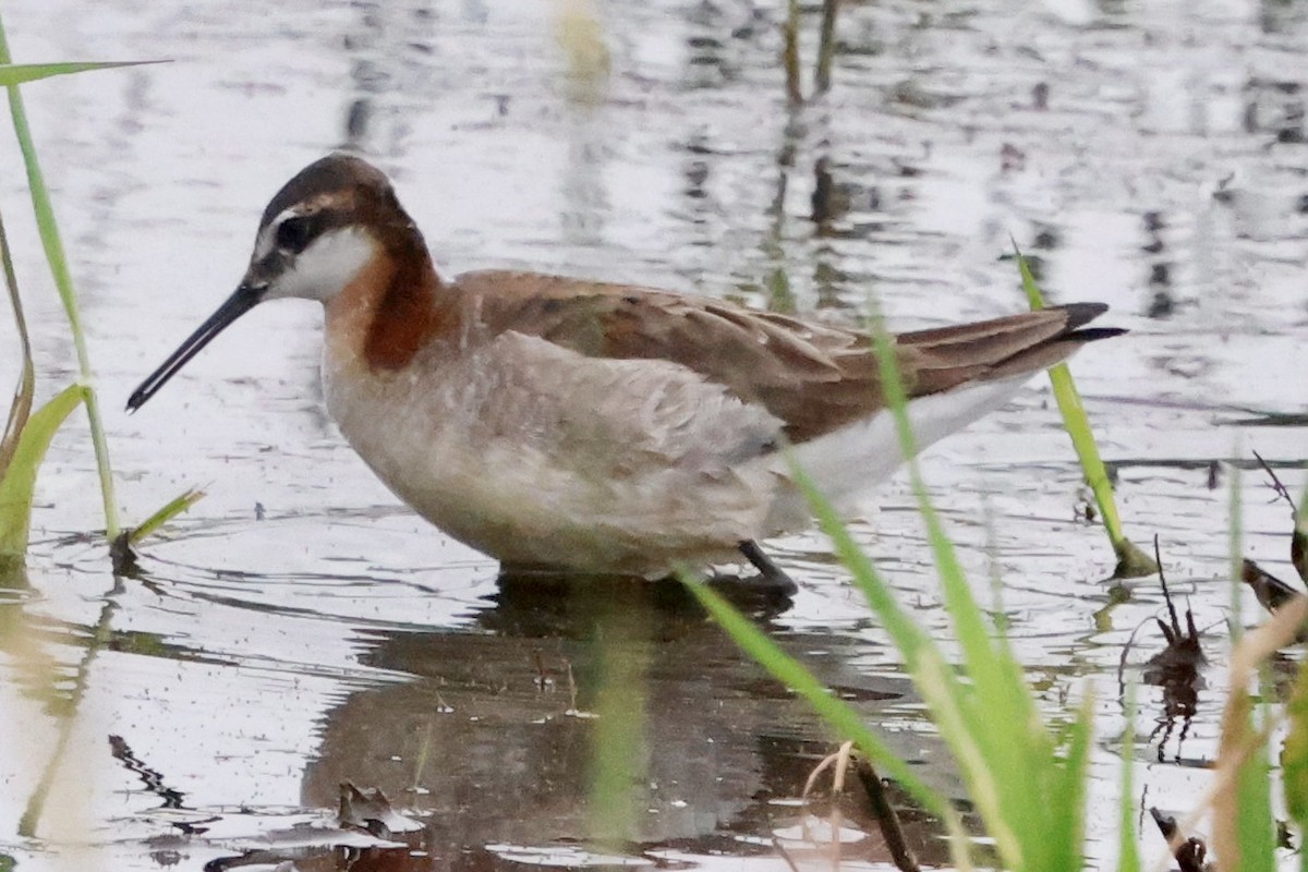 Wilson's Phalarope - ML637418145