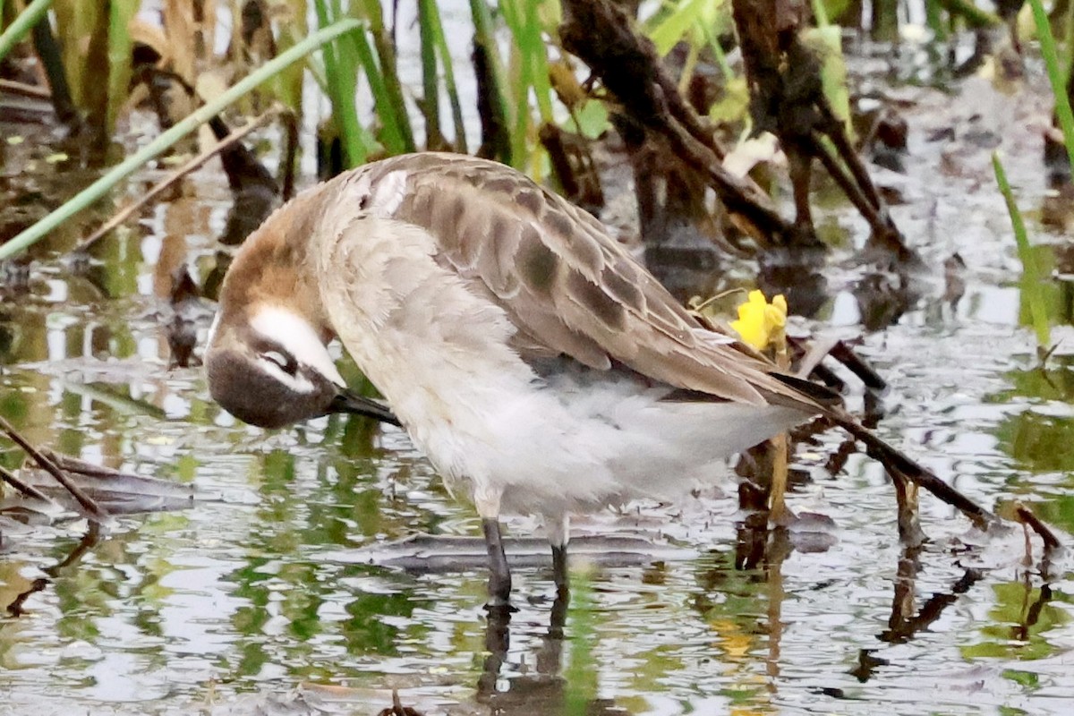 Wilson's Phalarope - ML637418146