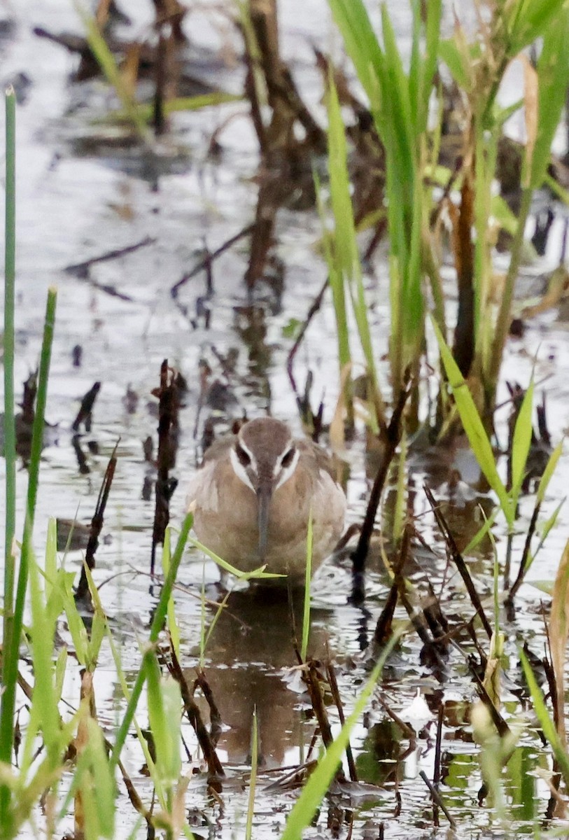 Wilson's Phalarope - ML637418147