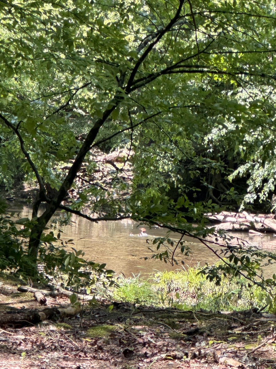 Common Merganser - ML637418228