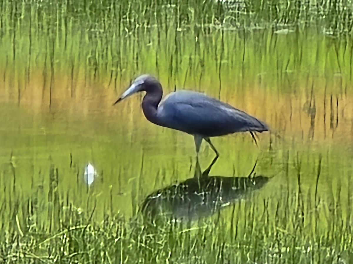 Little Blue Heron - ML637418344