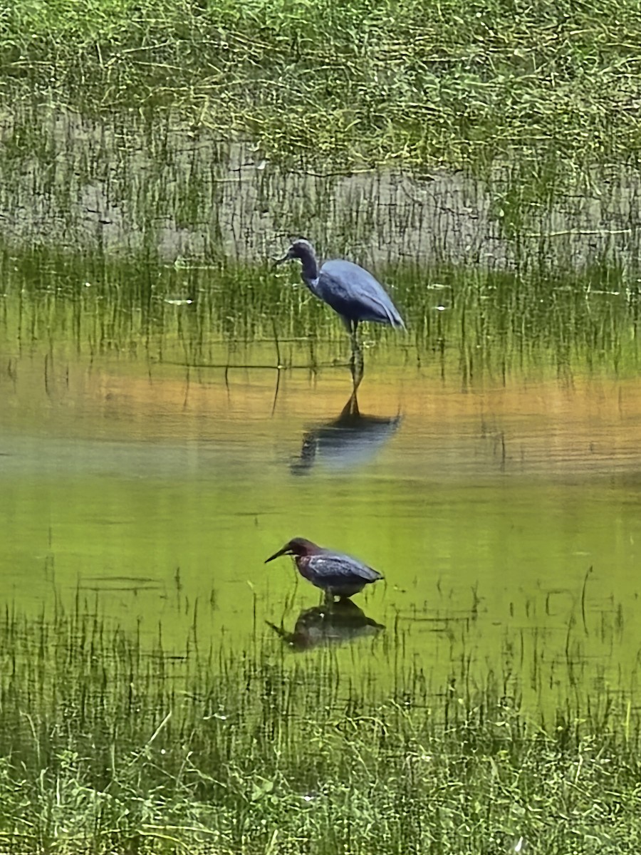 Little Blue Heron - ML637418345