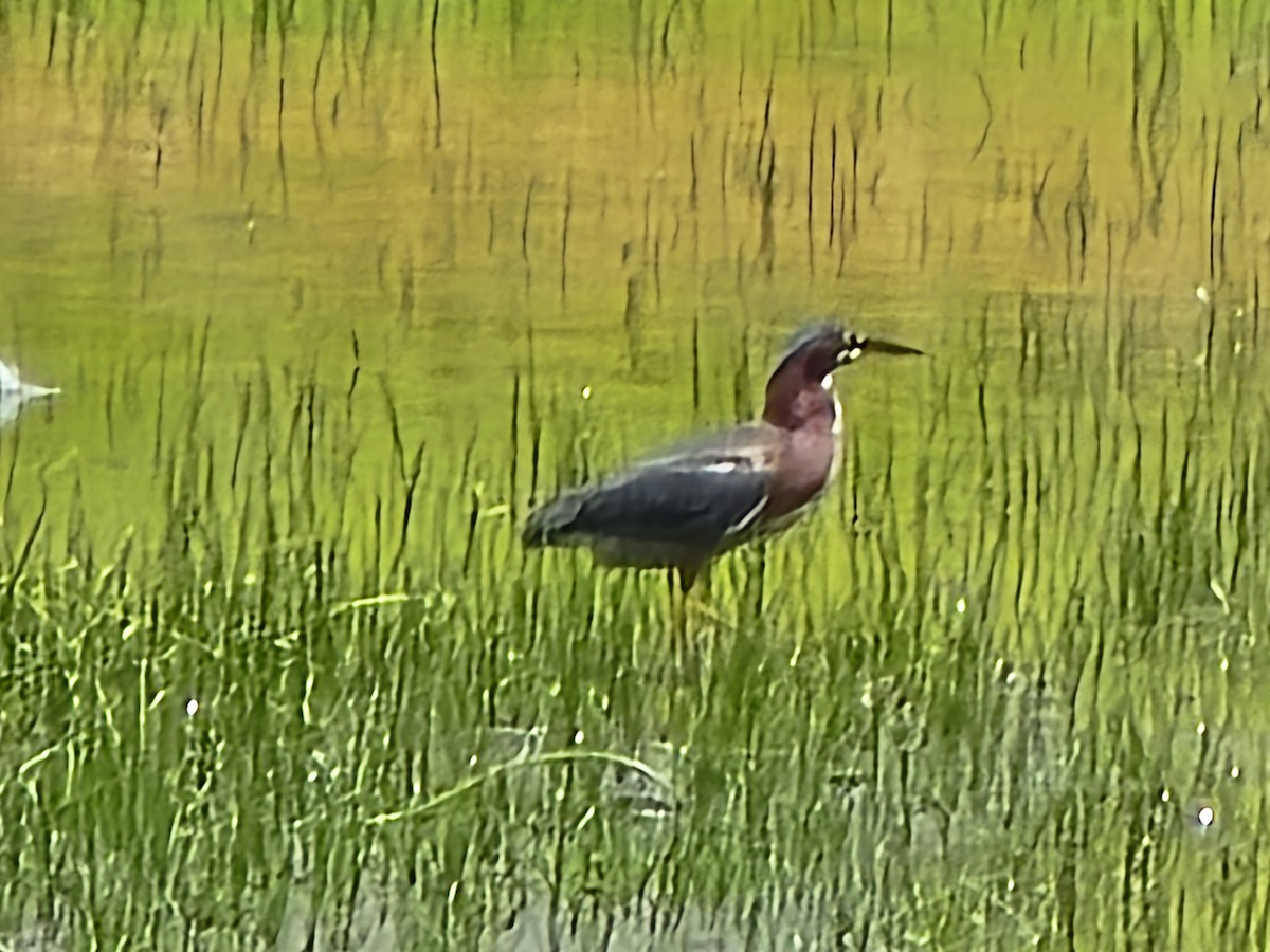 Green Heron - ML637418358